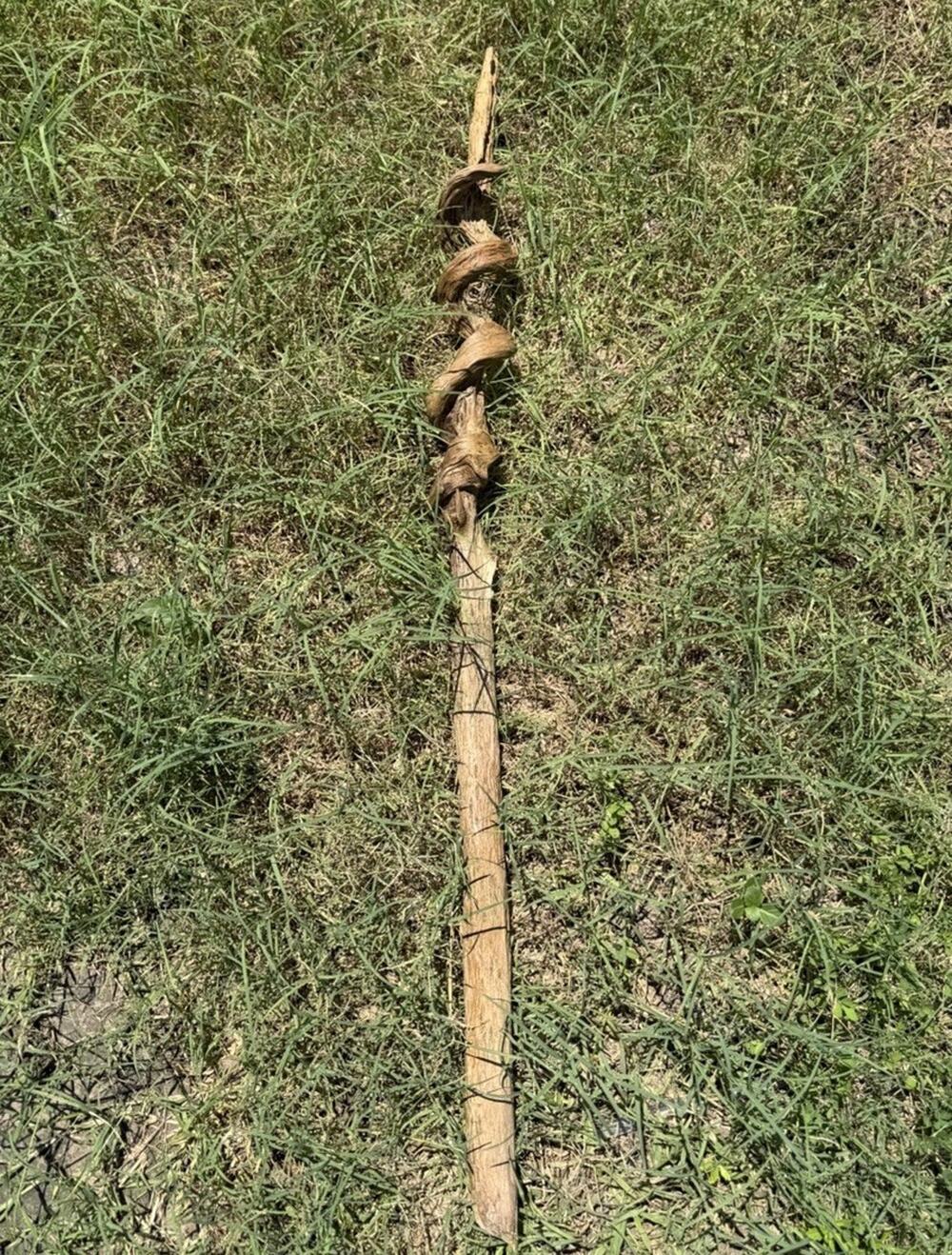 Twisted Wood Stick Natural Growth Twist & Bug Breakdown Markings D&D Wizard Art